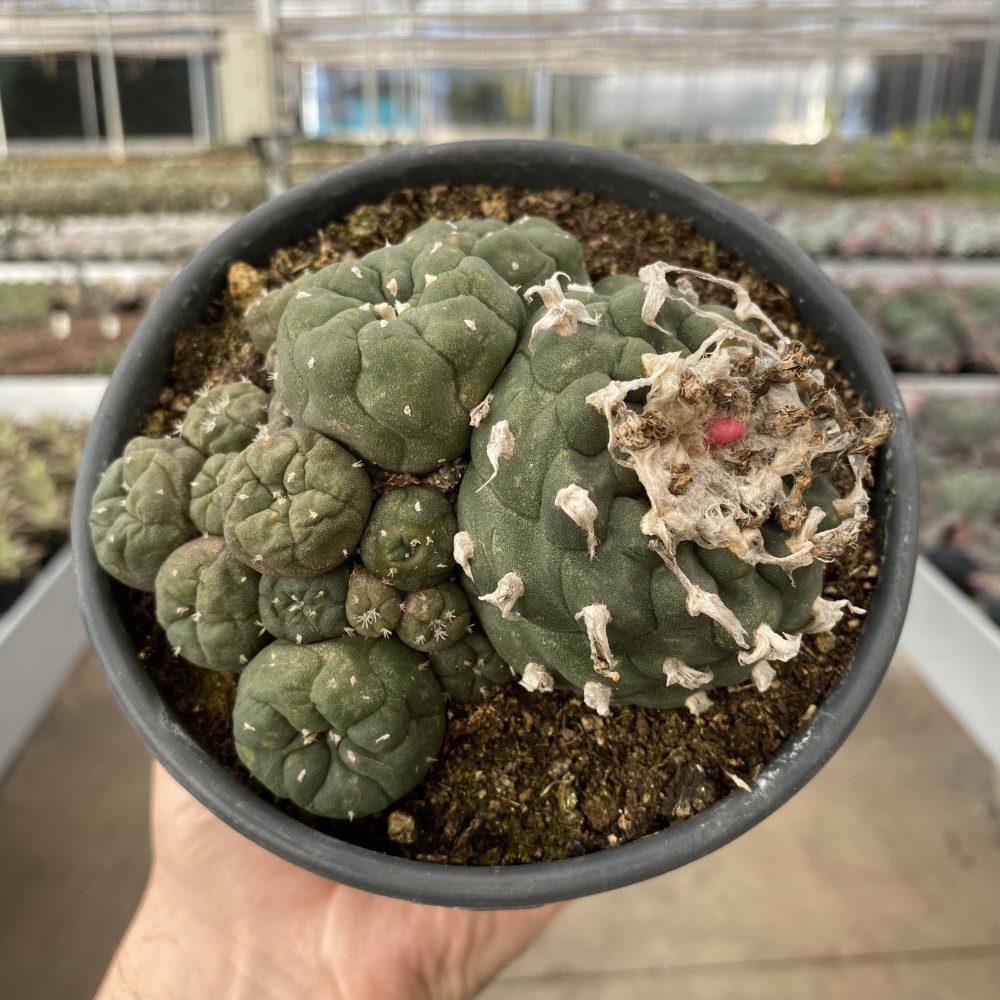 foto lophophora